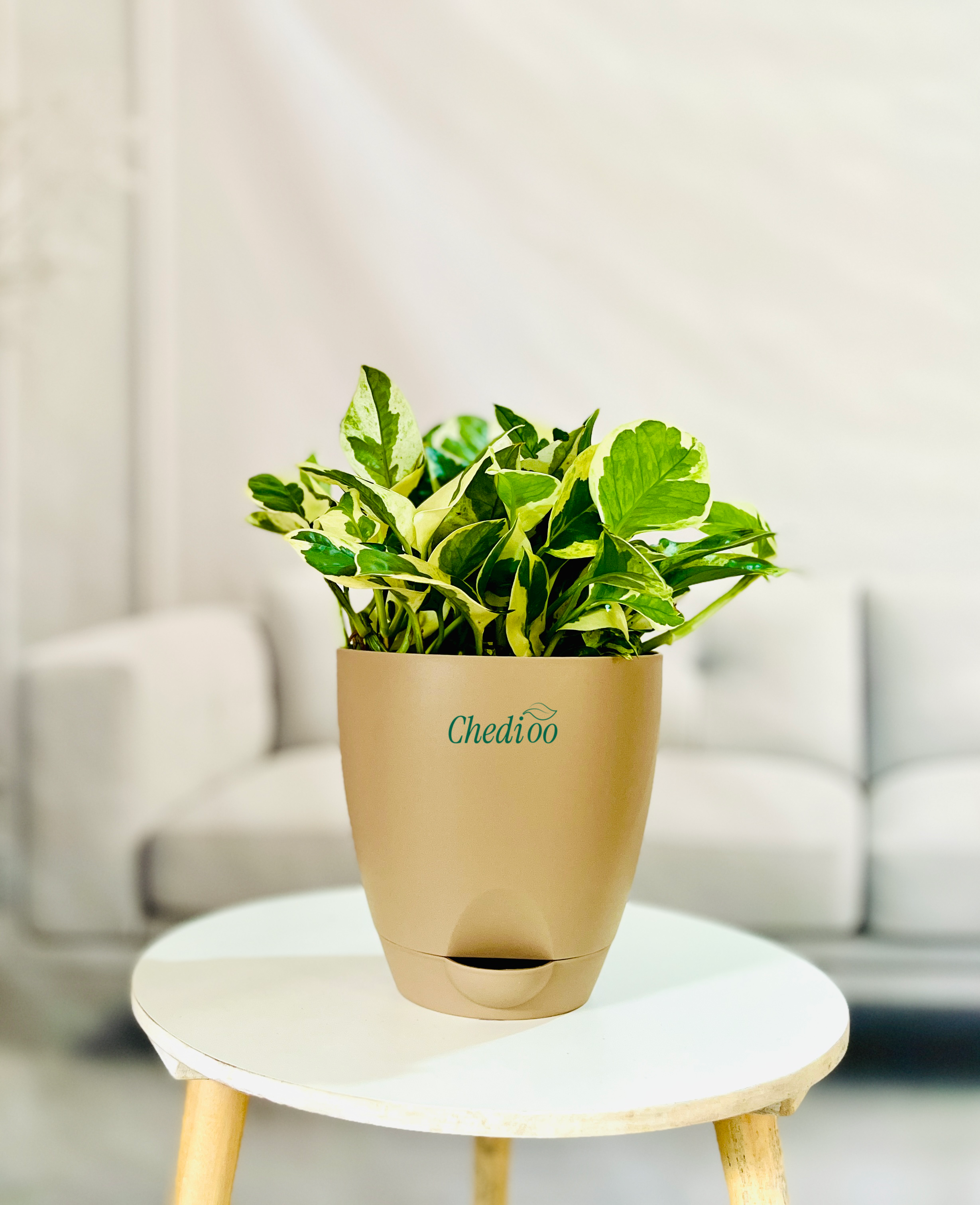 Money Plant Njoy