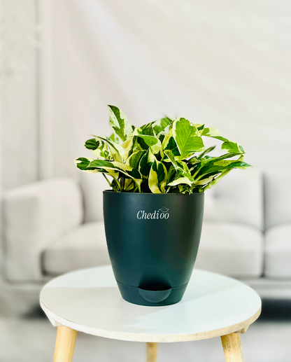Money Plant Njoy