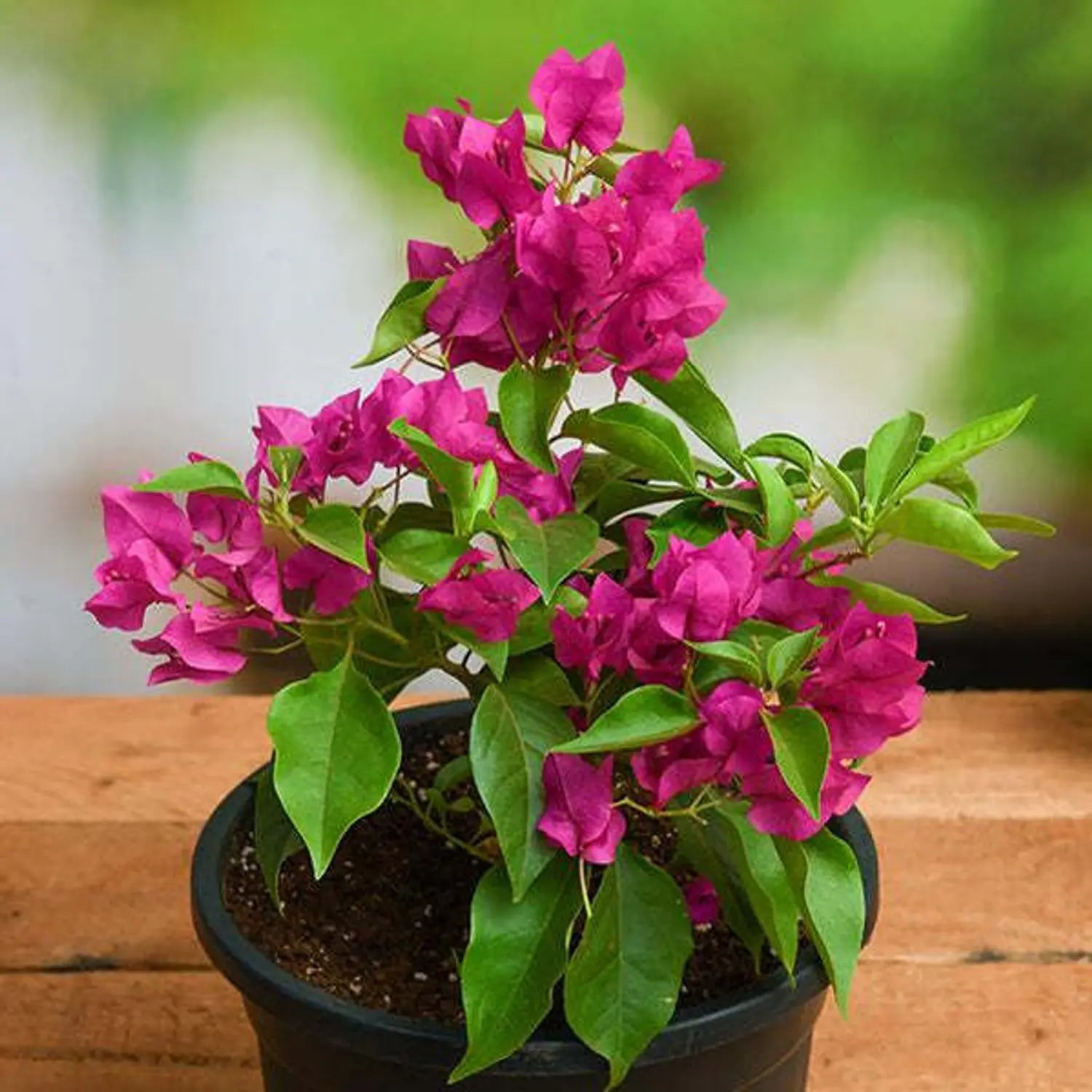 bougainvillea pink