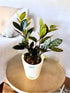 Zamia ZZ Black Plant