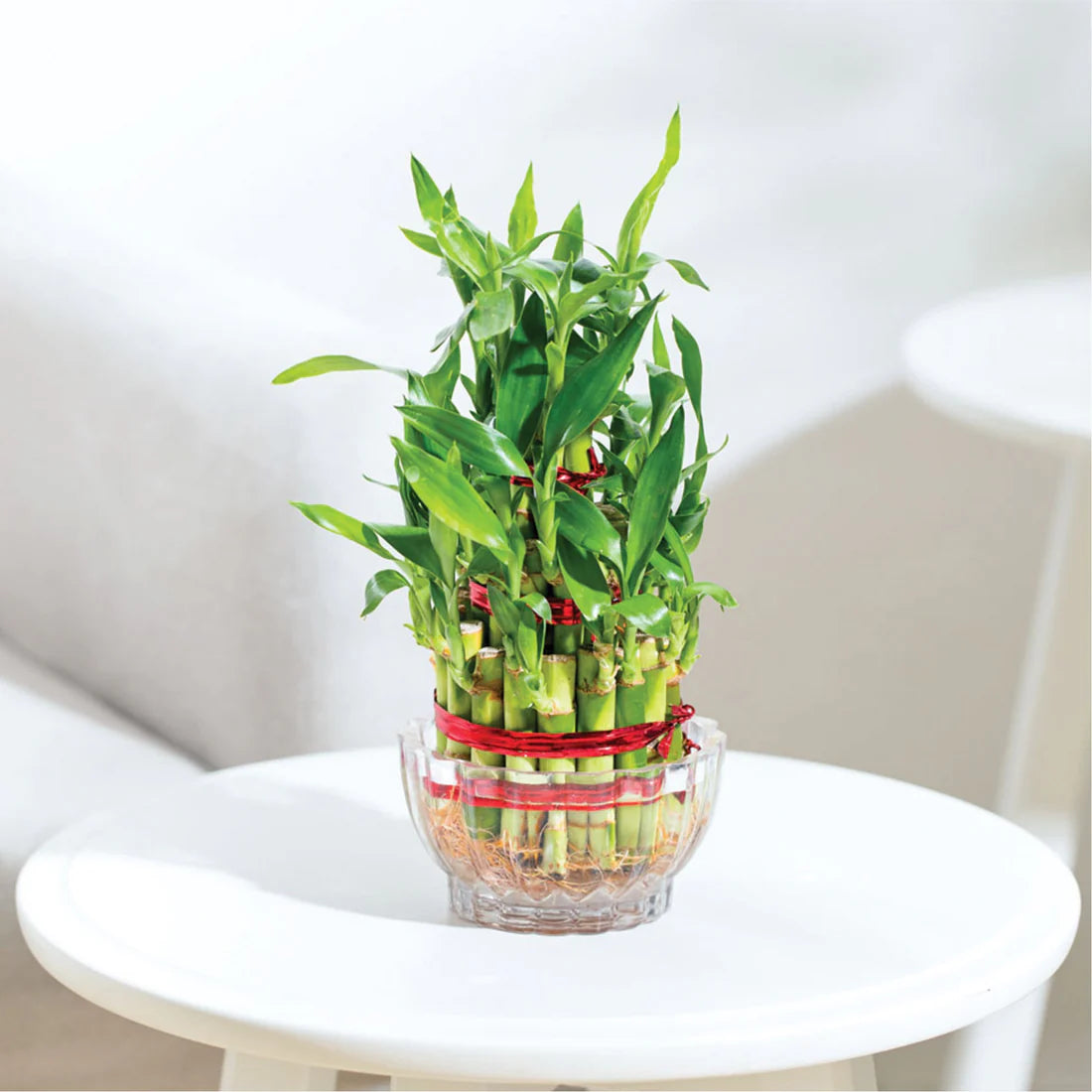 Lucky Bamboo Plant - 3 Layer