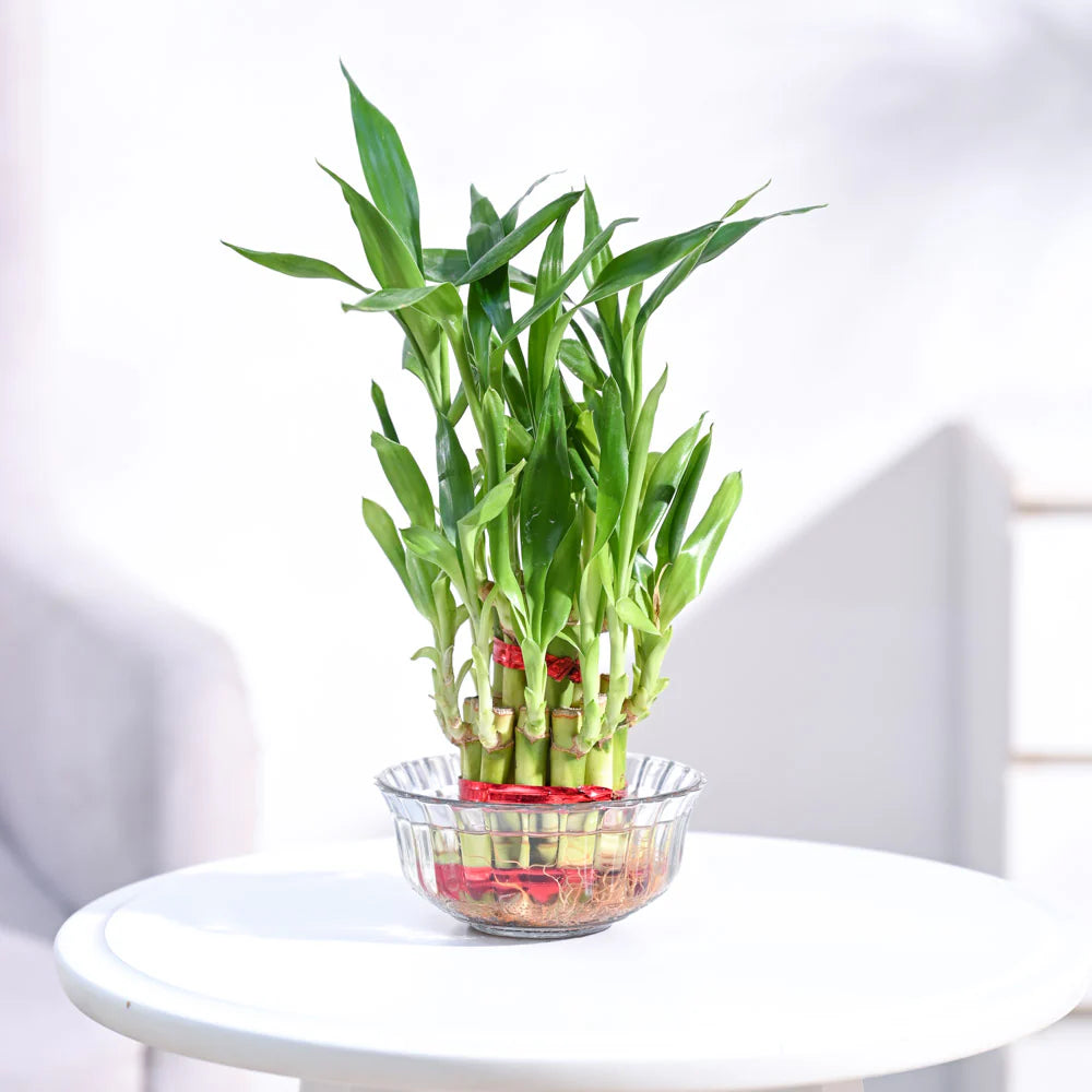 Lucky Bamboo Plant - 2 Layer