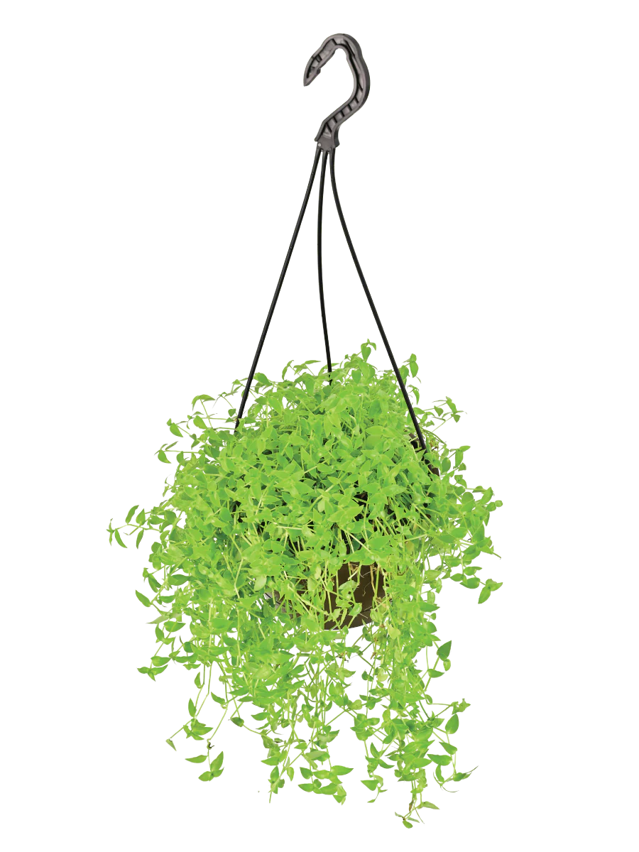 Turtle Vine
