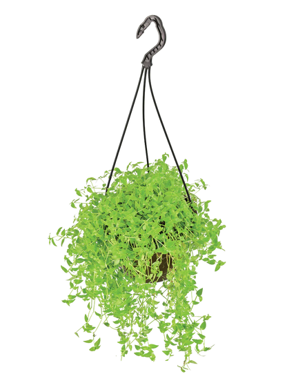 Turtle Vine