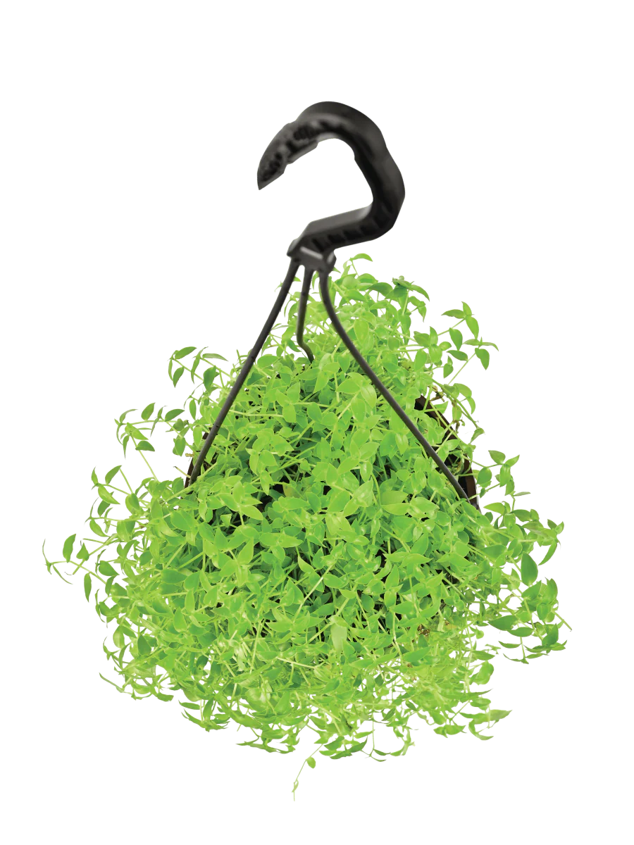 Turtle Vine