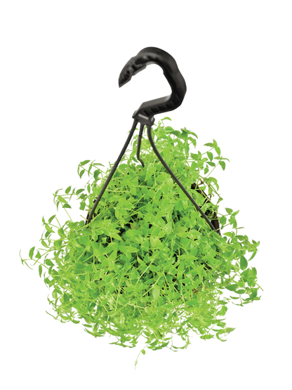 Turtle Vine